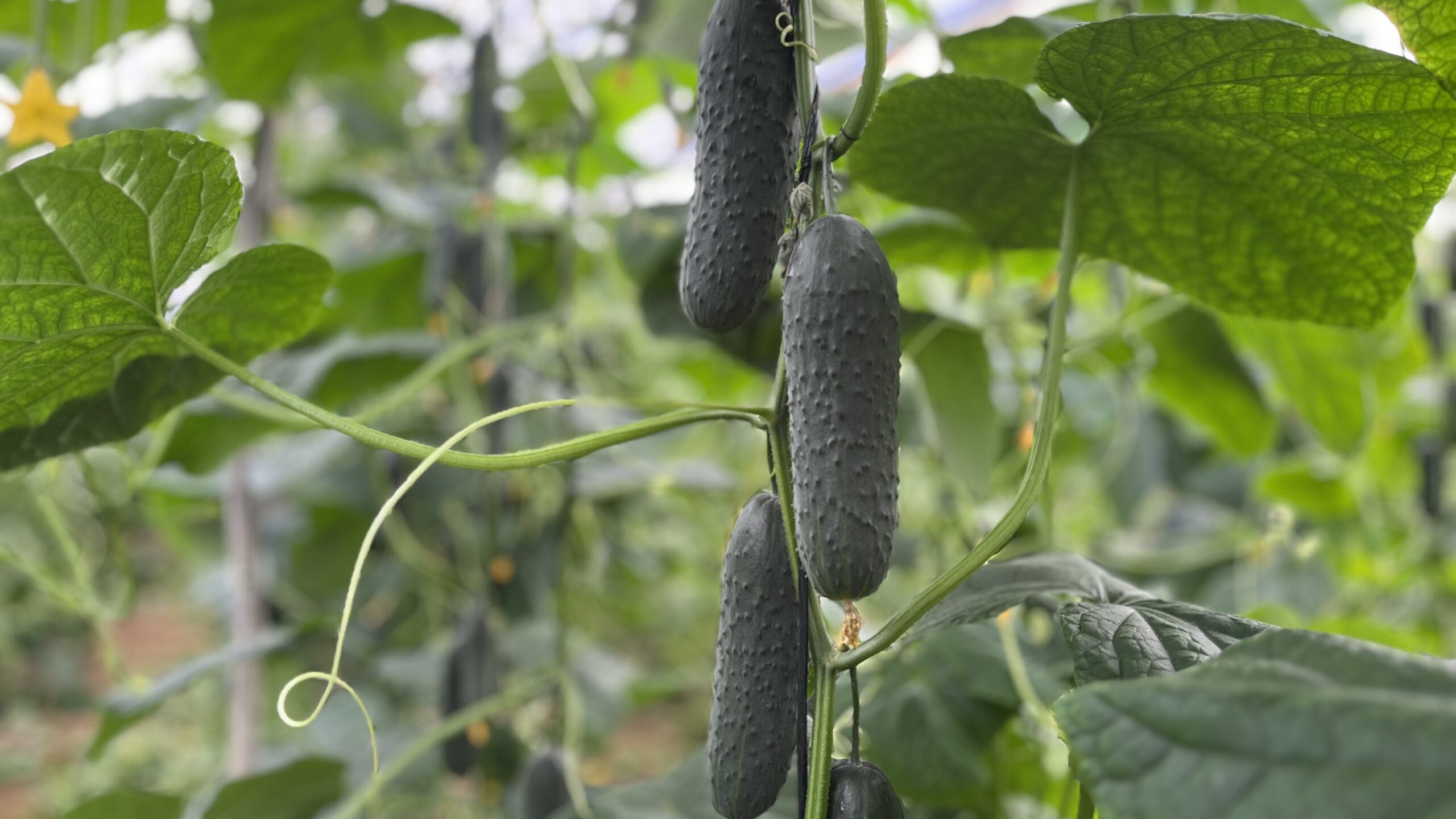 bejo pepino|leek_puncher bejo